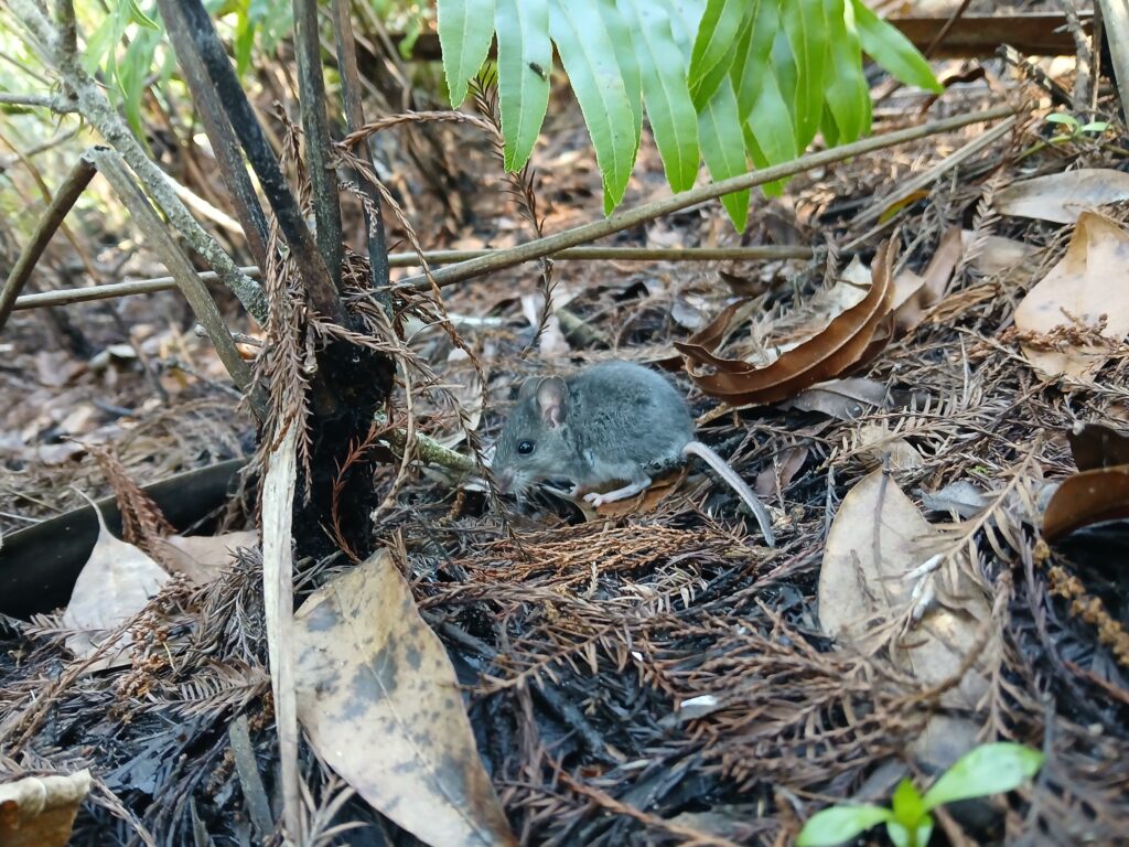 DOC mouse
